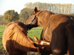 Bild_12