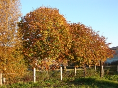 Bild_16